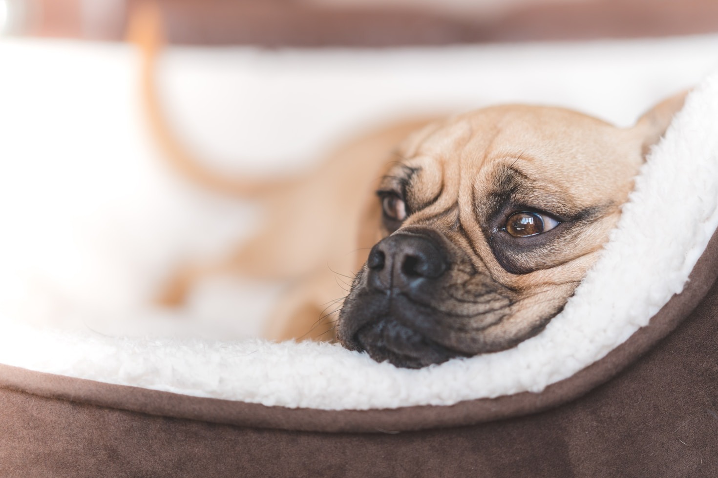 Why Your Dog Deserves Premium Comfort