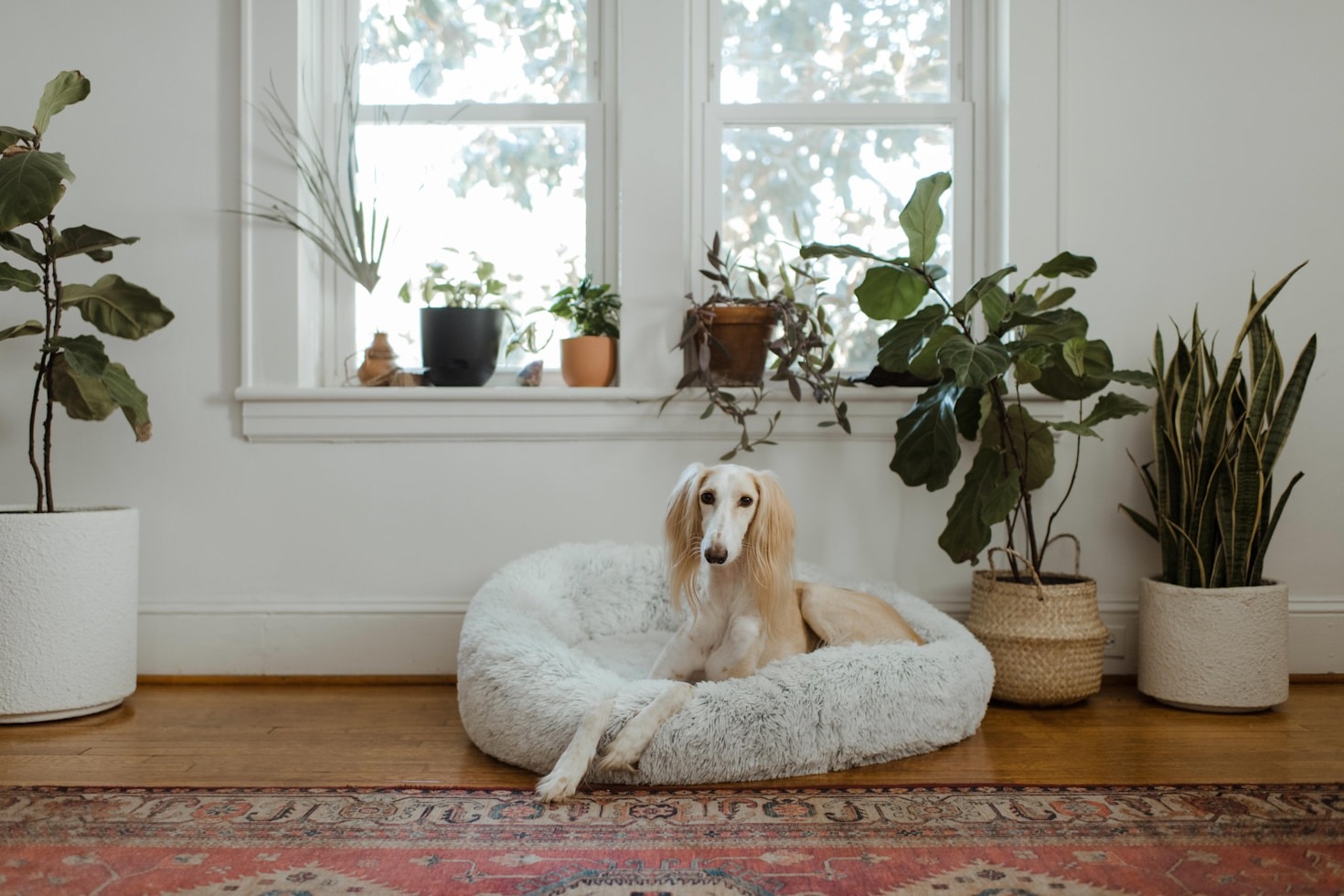 Supporting Your Pet’s Health Through Better Rest